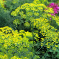 Dill Bouquet Seeds - Organic, Heirloom, Open Pollinated, Non GMO - Grow Indoors, Outdoors, In Pots, Grow Beds, Hydroponics  Aquaponics(6 Seeds)