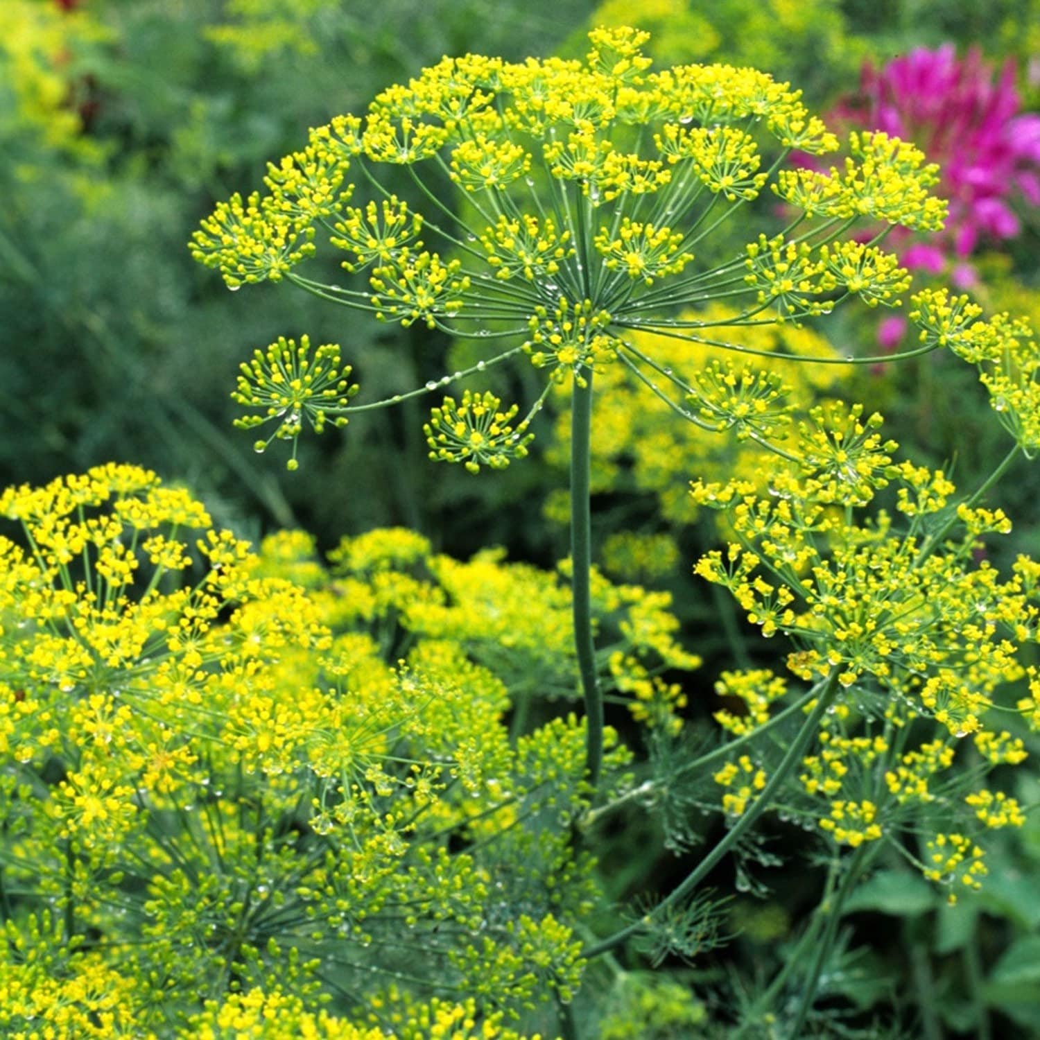Dill Bouquet Seeds - Organic, Heirloom, Open Pollinated, Non GMO - Grow Indoors, Outdoors, In Pots, Grow Beds, Hydroponics  Aquaponics(6 Seeds)