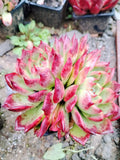 Echeveria 'Bonfire',Succulents Plants ,Rooted in a 2-inch pot ,Live House Plants, Cactus Plants Live Plants Indoor Plants Live Houseplants, Indoor Plant Succulents Live Plant House Plant by Plants for Pets(1pc)