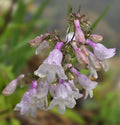 Husker Red Penstemon. 10/50/100+ Seeds, Perennial(10 Seeds)
