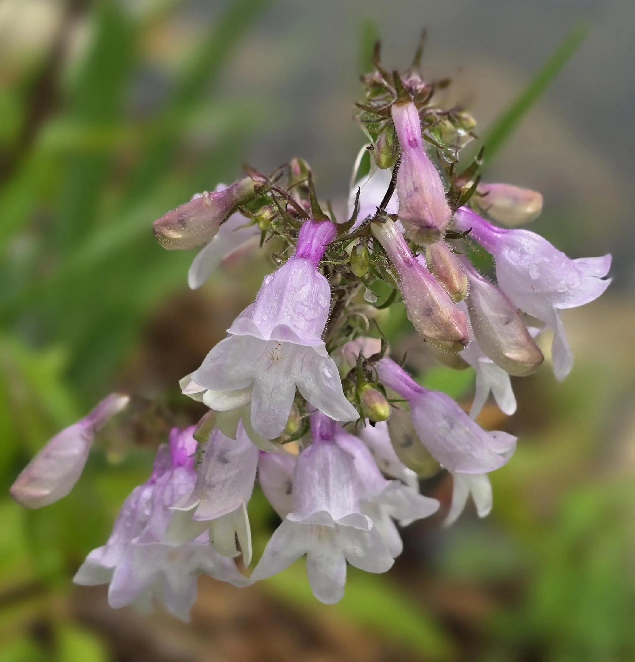 Husker Red Penstemon. 10/50/100+ Seeds, Perennial(10 Seeds)