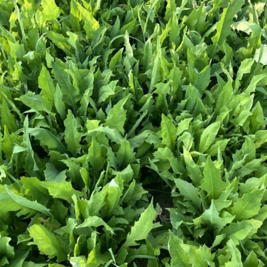 200/1000/2000 Count Rocket Arugula Herb Seeds - NON-GMO - Heirloom(200 Seeds)