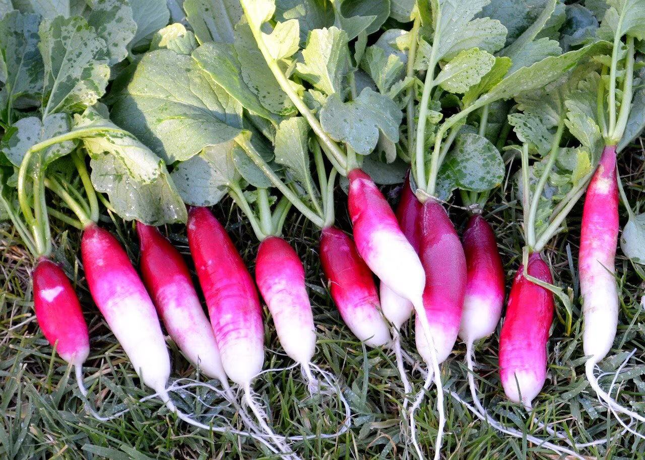 French Breakfast Radish Seeds 40/200/400 Ct Vegetable Garden NON-GMO USA(40 Seeds)