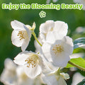 10/50/100 Climbing Jasmine Flower Seeds for Planting – Easy to Grow, Non-GMO, High Germination Fragrant Flowers for Home Garden, Balcony, Trellis, Fence, Vertical Garden Decor(10pcs)