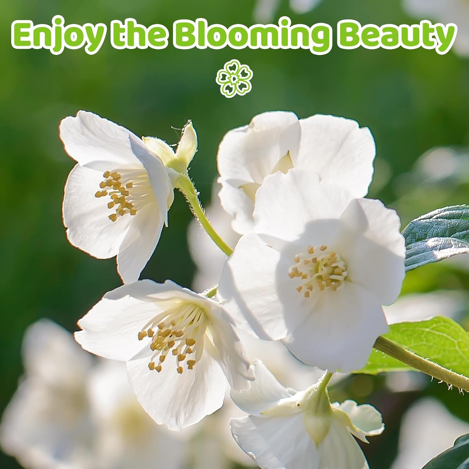10/50/100 Climbing Jasmine Flower Seeds for Planting – Easy to Grow, Non-GMO, High Germination Fragrant Flowers for Home Garden, Balcony, Trellis, Fence, Vertical Garden Decor(10pcs)