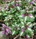 Ornamental Dead-nettle Seeds ~Lamium maculatum~ Spotted Dead-nettle ~ Spotted Henbit ~ Variegated Deadnettle ~ Shade Groundcover ~ Mint Fami(10 Seeds)