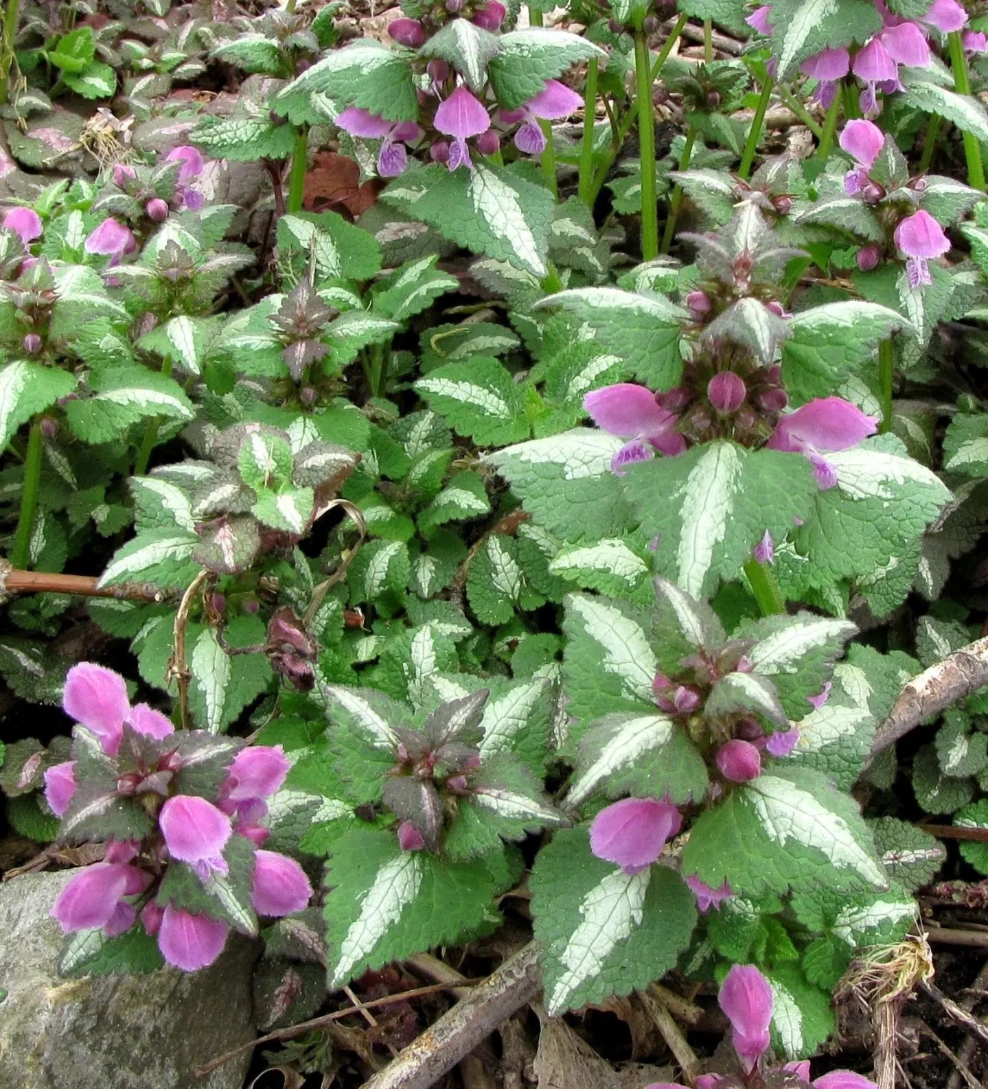 Ornamental Dead-nettle Seeds ~Lamium maculatum~ Spotted Dead-nettle ~ Spotted Henbit ~ Variegated Deadnettle ~ Shade Groundcover ~ Mint Fami(10 Seeds)