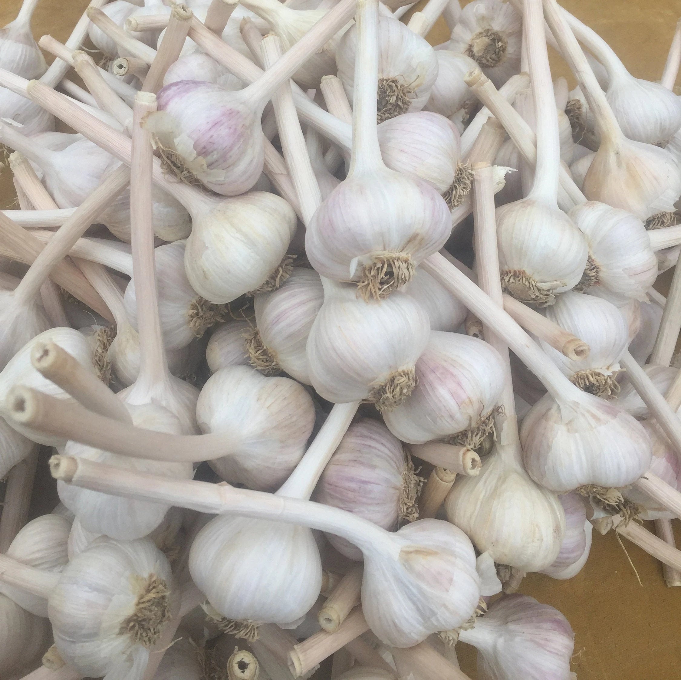 Rocambole Seed Garlic Seeds(20 Seeds)