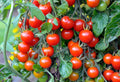 Large Red Cherry Tomato Seeds, 400/2000/4000pcs Non-GMO Heirloom Tomato Seeds for Planting, Grow Sweet, Juicy Tomatoes at Home, Detailed Instructions Included, Solanum lycopersicum(400pcs)