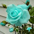 Mint Rose Seeds - Perennial - Authentic Seeds - Flowers - Easy To Grow - Climbing - shrubs - Rose Garden(20 Seeds)