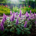 Korean Mint Seeds - Organic, Heirloom, Open Pollinated, Non GMO - Grow Indoors, Outdoors, In Pots, Grow Beds, Soil, Hydroponics  Aquaponics(20 Seeds)