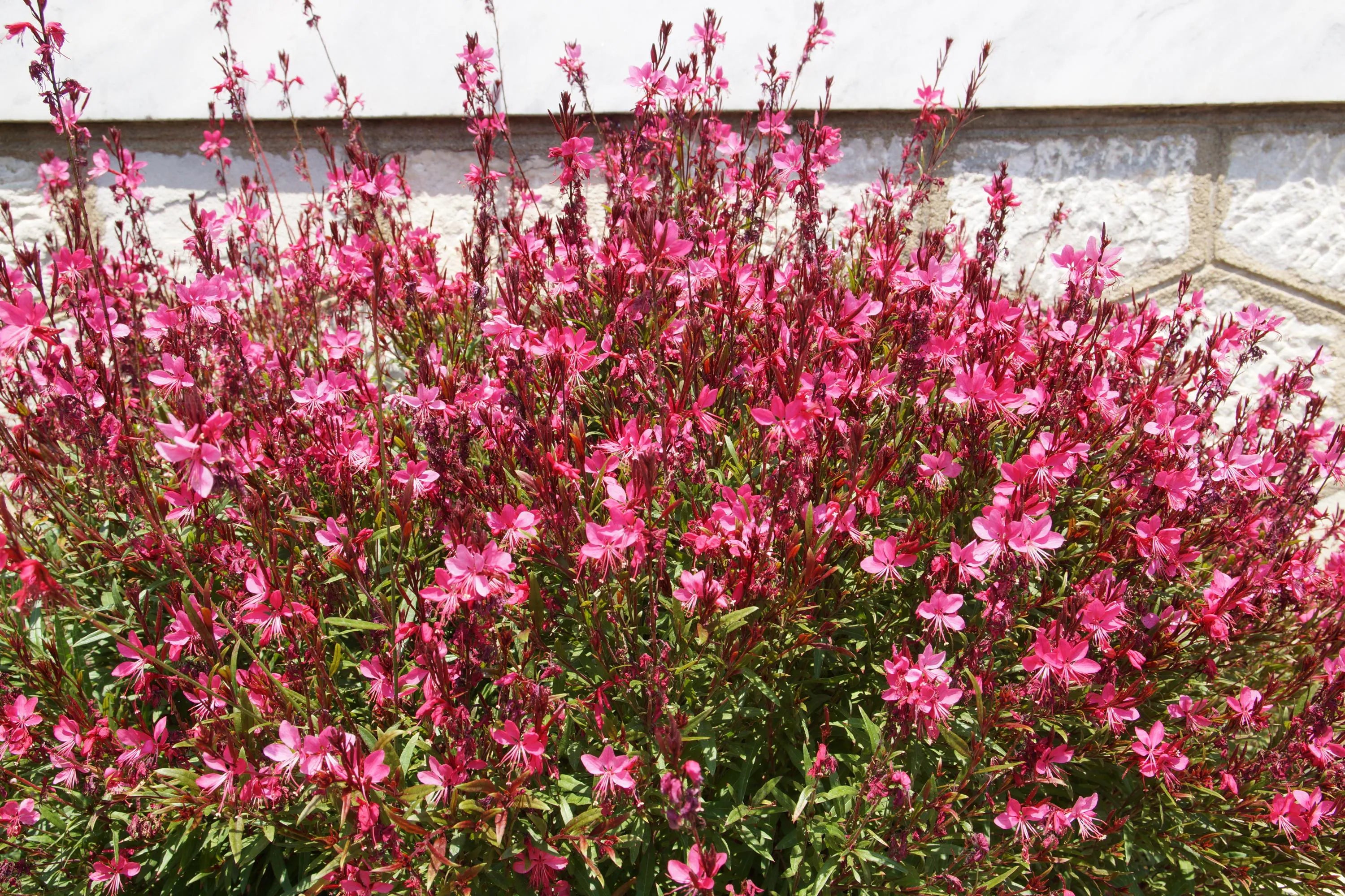 20/100/200 Pink GAURA WHIRLING BUTTERFLIES Gaura Biennis Flower Seeds(20 Seeds)