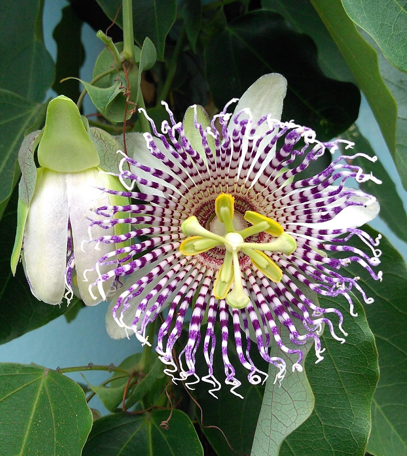 2/10/20 SWEET GRANADILLA Yellow Passionfruit Grenadia Sugar Fruit Passiflora Ligularis Huge Purple  White Flower Yellow Orange Fruit Vine Seeds(2 Seeds)