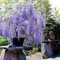 1/5/10 Blue Wisteria Tree Seeds | Fast Climber Vine | Hardy Flower Plant(1 Seeds)