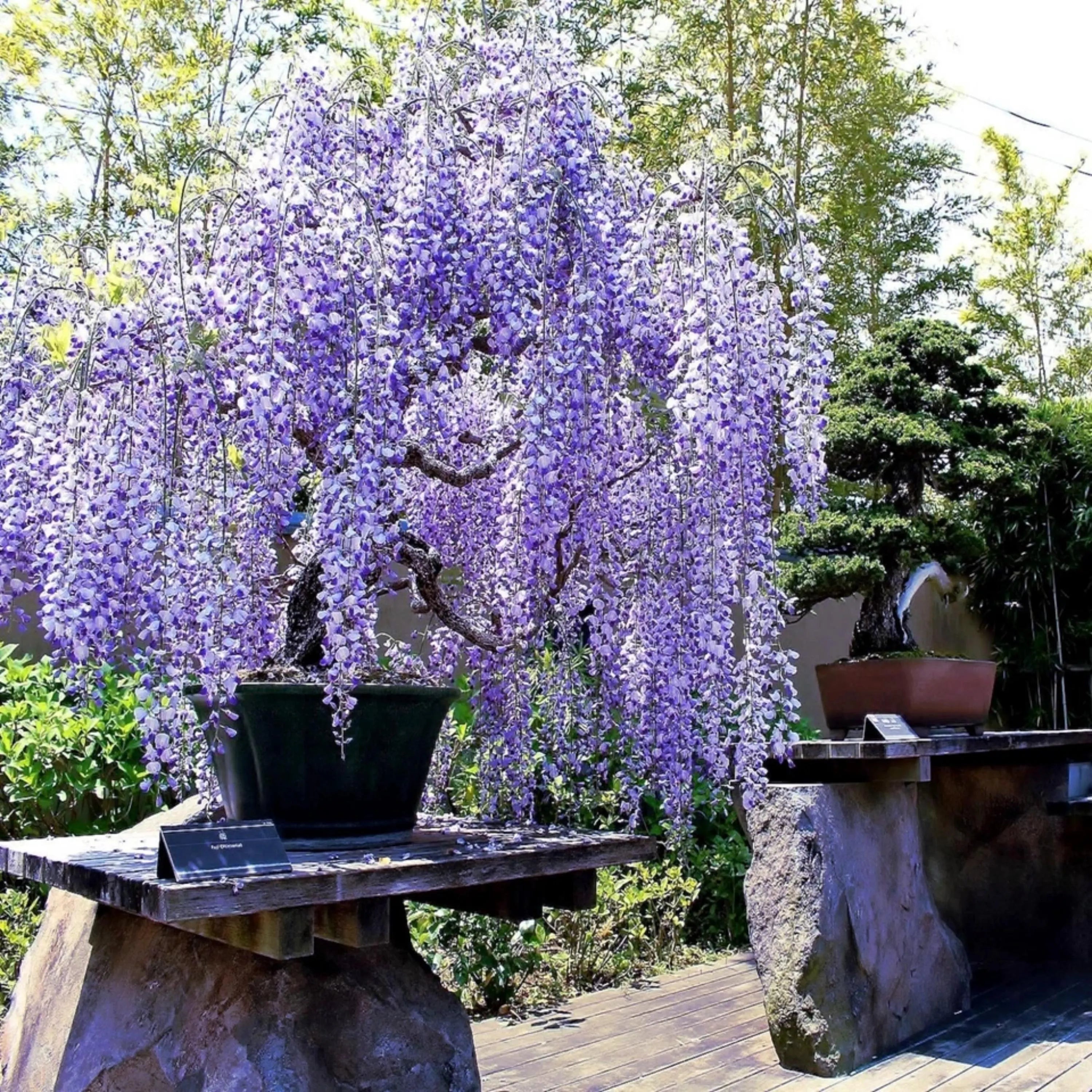 1/5/10 Blue Wisteria Tree Seeds | Fast Climber Vine | Hardy Flower Plant(1 Seeds)