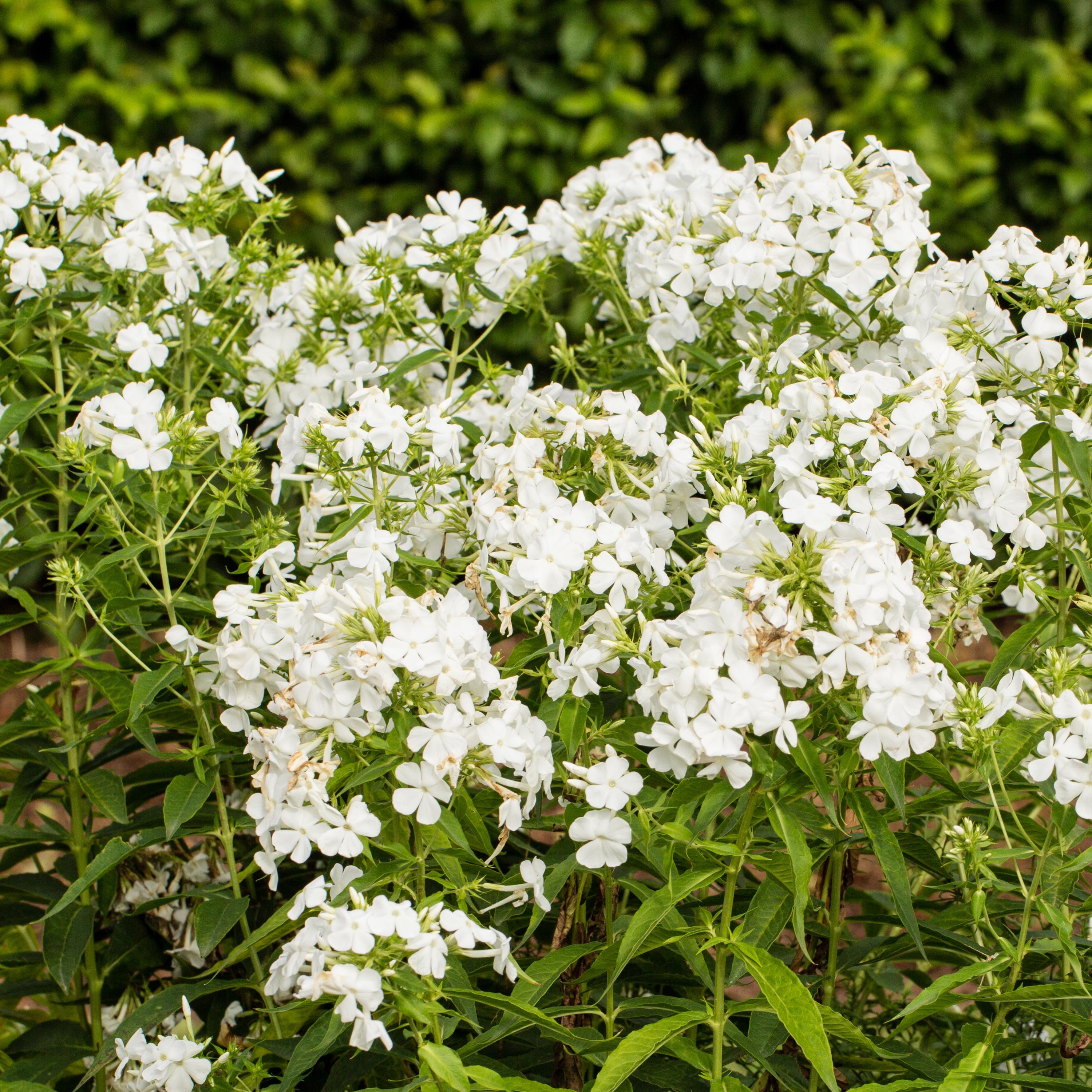 White Hardy Tall Phlox Seeds - Cold Resistant -Drought Resistant -Evergreen - Fast Growing - Potted - Plant in early Spring/Fall(10 Seeds)