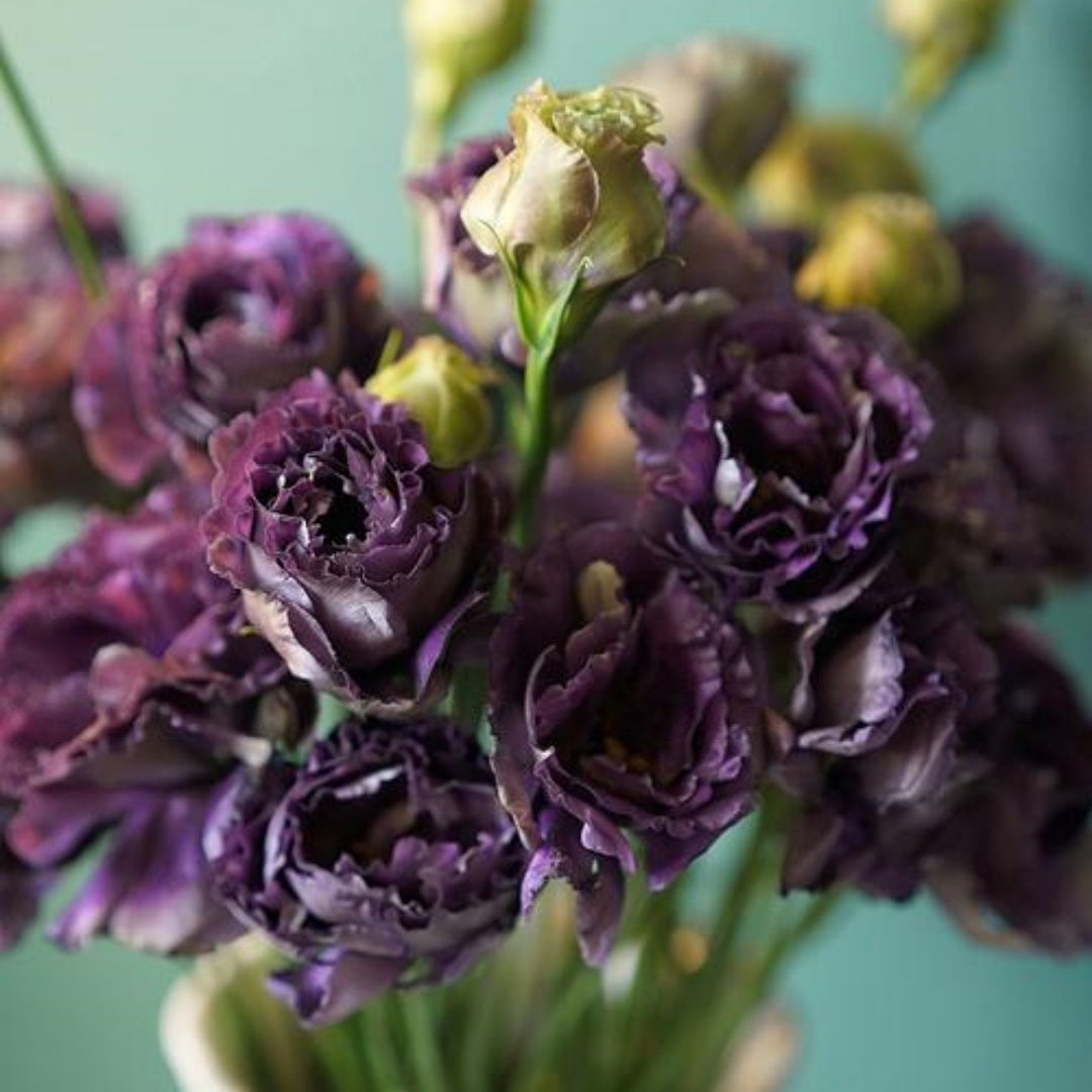 NEW! Black Pearl Lisianthus, Roseanne Series, Cut Flowers, Eustoma Grandiflorum(200 Seeds)