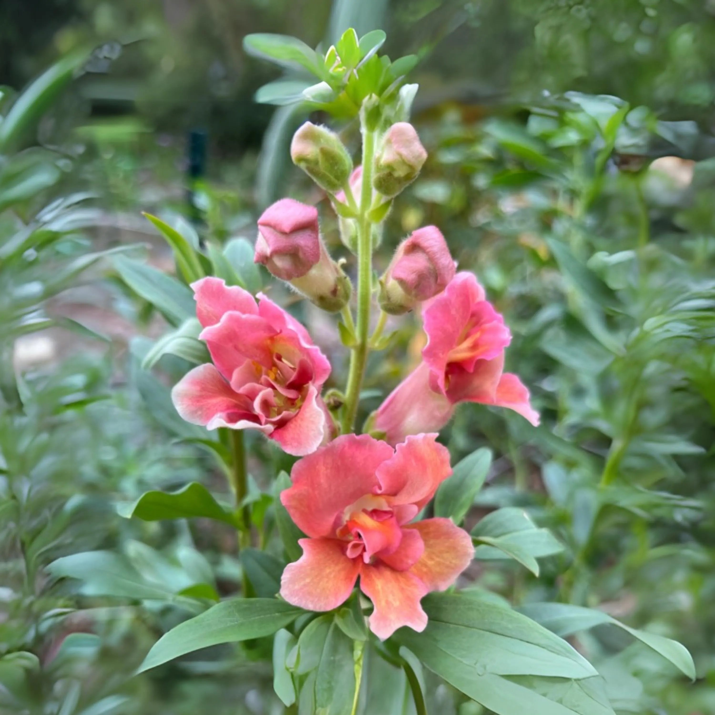 100/500/1000 Seeds| Madame Butterfly Bronze Snapdragon Seeds - Cold Resistant-Cut Flowers- Cottage  Border Garden- Fairy Garden- Antirrhinum Majus(100 Seeds)