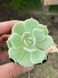 Echeveria 'Blue Minima', Live Succulent Rooted in a 2-inch pot.Cute succulent plants, Cute collection of mini succulent plants to inspire, gift, and decorate.(1pc)