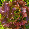 Lettuce Grandma Hadleys organic seed 50/250/500(50 Seeds)