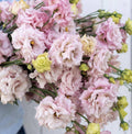 Voyage 2 Pink Improved (F1) Lisianthus Seeds, Pelleted, Non-GMO, Eustoma grandiflorum(200 Seeds)