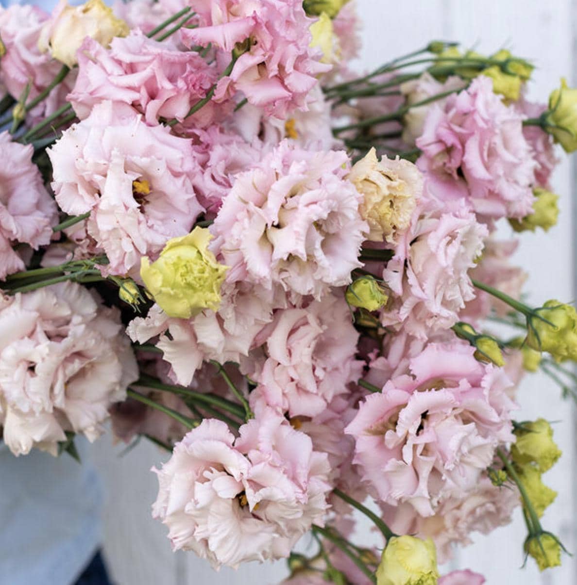 Voyage 2 Pink Improved (F1) Lisianthus Seeds, Pelleted, Non-GMO, Eustoma grandiflorum(200 Seeds)