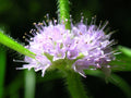 CORN MINT Seeds *Free Shipping!* Fresh  Organic Mentha arvensis Seeds | Purple Wild Mint, Flowering Herb Seeds, Cold-Hardy(6 Seeds)