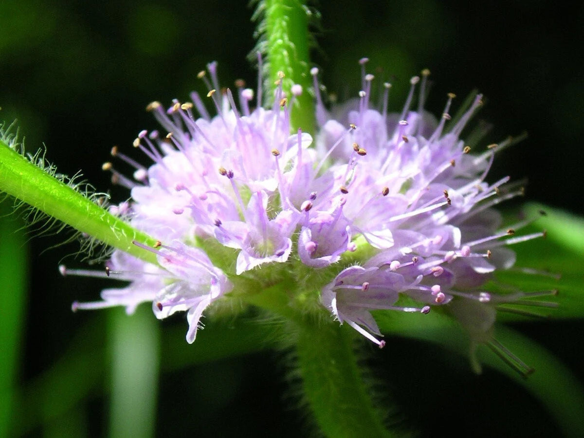 CORN MINT Seeds *Free Shipping!* Fresh  Organic Mentha arvensis Seeds | Purple Wild Mint, Flowering Herb Seeds, Cold-Hardy(6 Seeds)