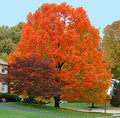 Mountain Maple Tree (Acer Spicatum) Seeds(6 Seeds)