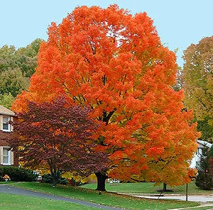 Mountain Maple Tree (Acer Spicatum) Seeds(6 Seeds)