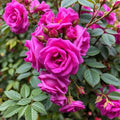 10/50/100 Purple Climbing Rose Seeds: Rare Heirloom Flower, Non-GMO(10 Seeds)