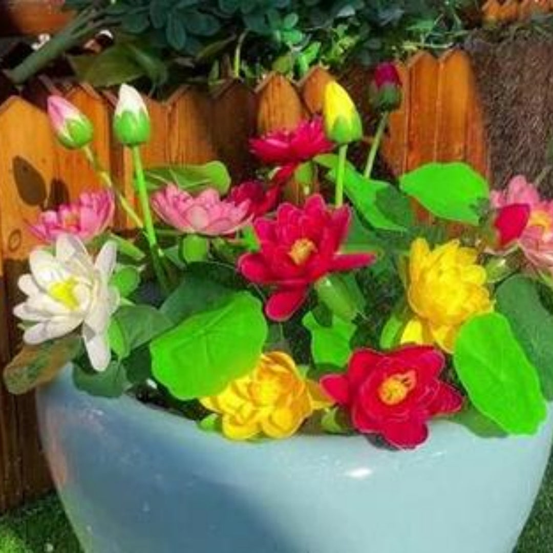 40+ Pcs Mixed Bonsai Lotus Seeds: Colorful Water Lily for Pond or Bowl(40 Seeds)