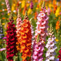 Snapdragon Flower Seeds Mixed Colors Tall Beautiful Butterflies Bees 400/2000/4000 Seeds(400 Seeds)