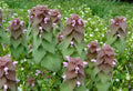 Purple Dead-nettle Seeds ~Lamium purpureum~ Red Henbit ~ Purple Archangel ~ Deadnettle ~ Velikdenche ~ Mint Family ~ Early Spring Pollinator(100 Seeds)