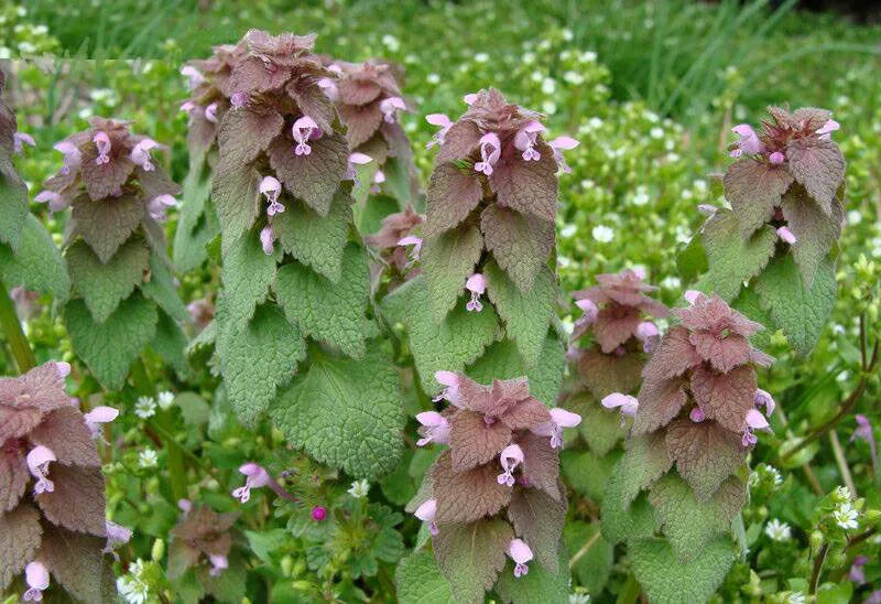 Purple Dead-nettle Seeds ~Lamium purpureum~ Red Henbit ~ Purple Archangel ~ Deadnettle ~ Velikdenche ~ Mint Family ~ Early Spring Pollinator(100 Seeds)