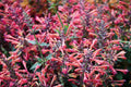 80/400/800 MIXED COLORS AGASTACHE Aurantiaca Cana Hummingbird Mint Hyssop Flower Seeds(80 Seeds)