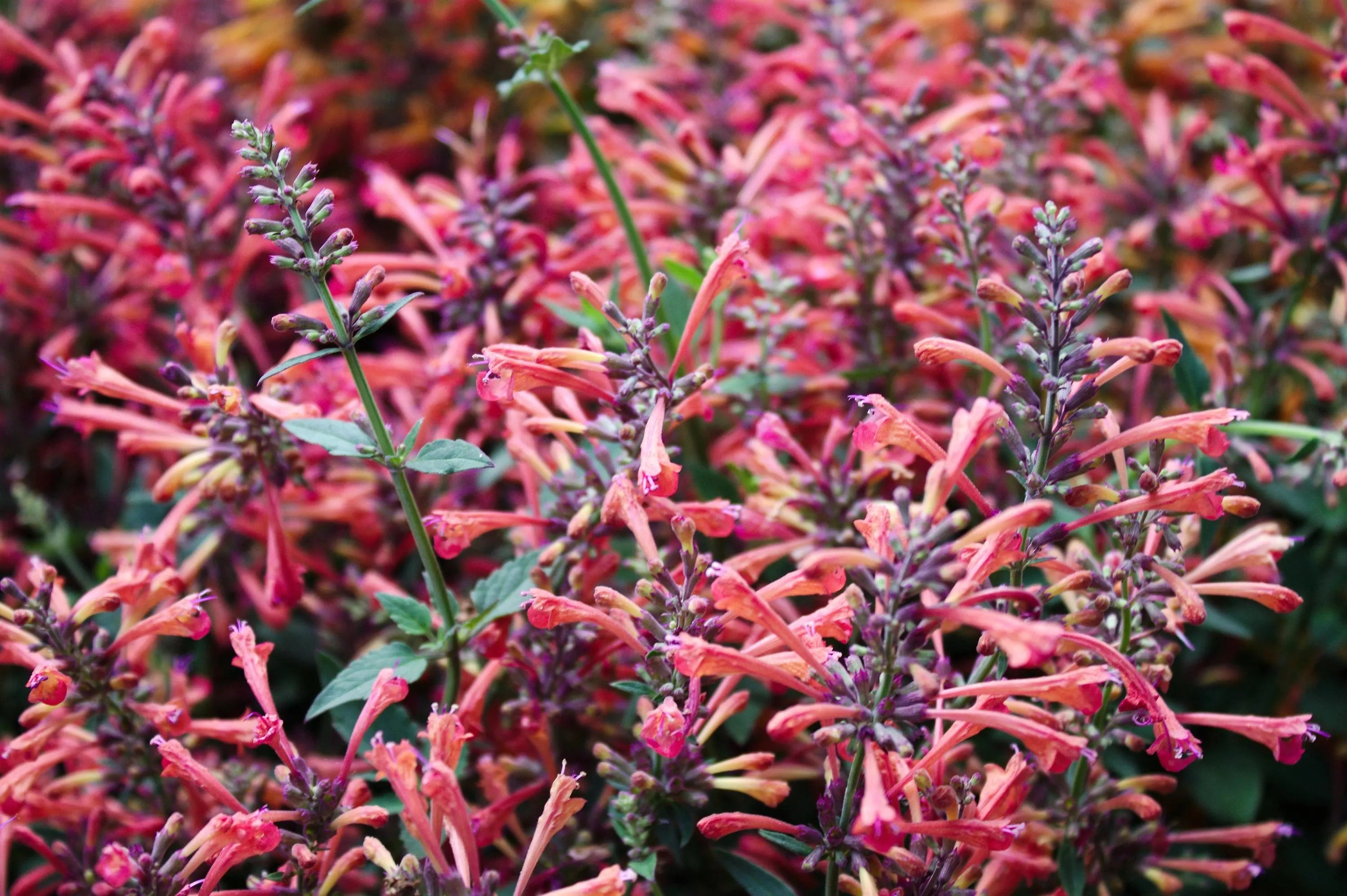 80/400/800 MIXED COLORS AGASTACHE Aurantiaca Cana Hummingbird Mint Hyssop Flower Seeds(80 Seeds)