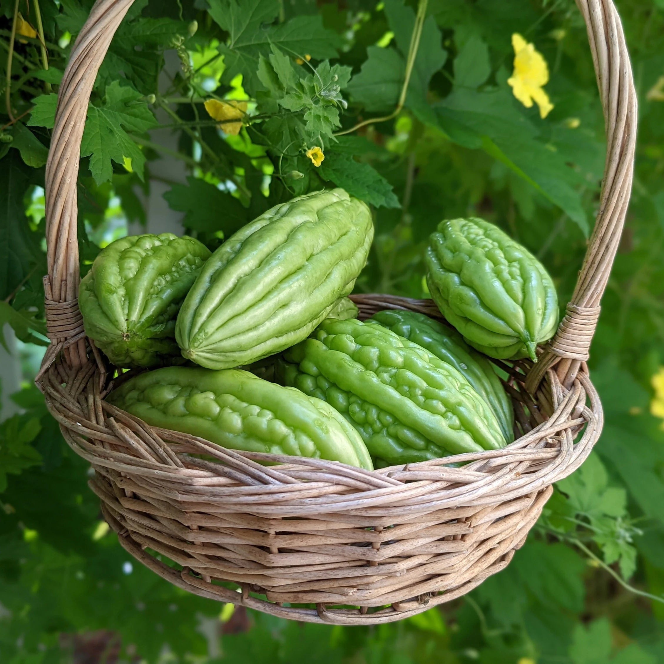 Short Bitter Melon Gourd Seeds, Mướp Đắng, Bitter Gourd, Bitter Squash, Kugua, Bitter Cucumber Non-GMO Bitter Melon, Heirloom Bitter Melon(5 seeds)