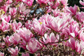 1/5/10 LILY MAGNOLIA Flower TREE Pink  Purple Fragrant Tulip Magnol Liliiflora Seeds(1 Seeds)