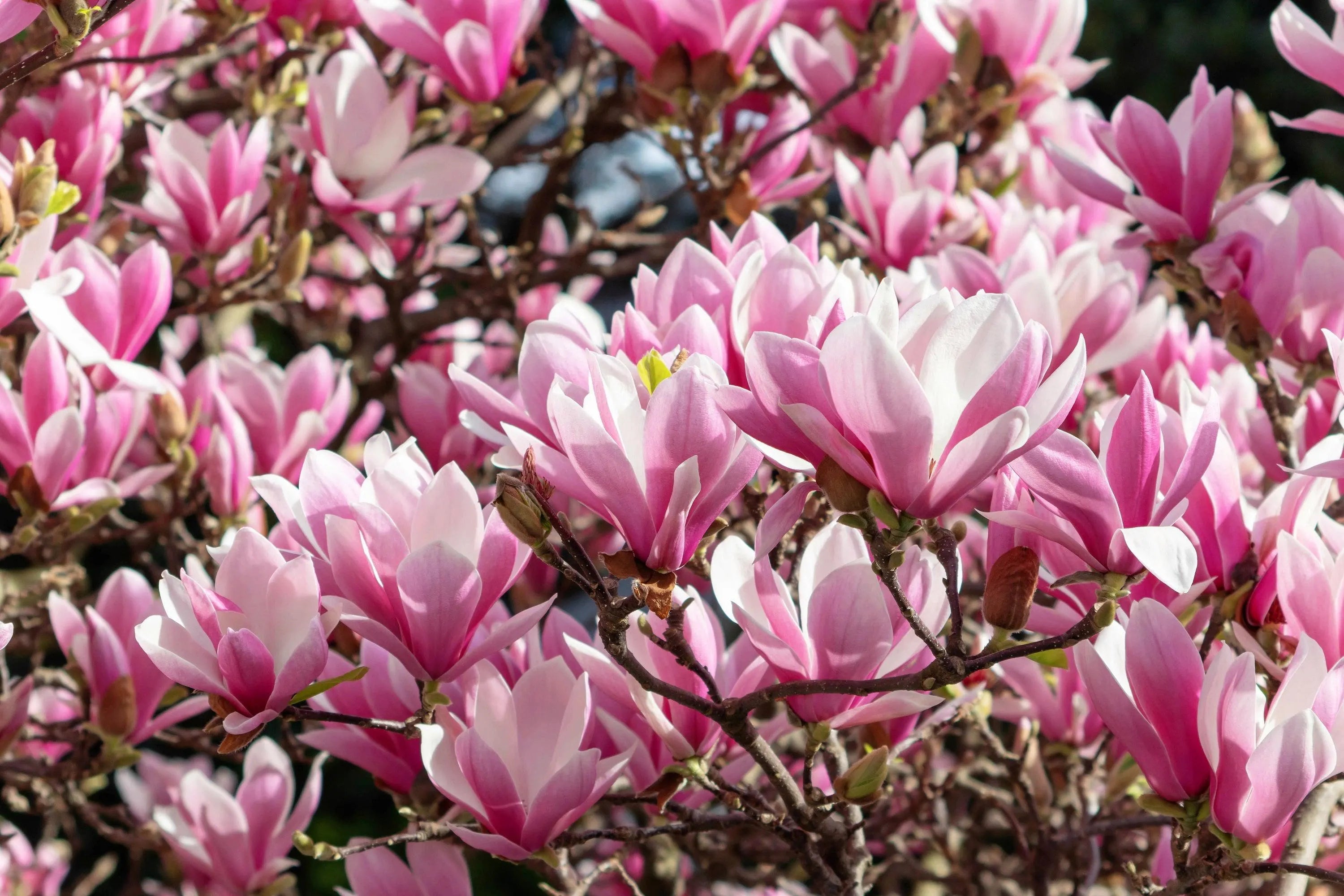 1/5/10 LILY MAGNOLIA Flower TREE Pink  Purple Fragrant Tulip Magnol Liliiflora Seeds(1 Seeds)