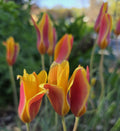 Species Tulip Seeds. 1/5/10 Large Seeds with Visible Embryo, Perennial(1 Seeds)