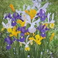 Mixed Tall Dutch Iris - 20/200/400 Seeds(40 Seeds)