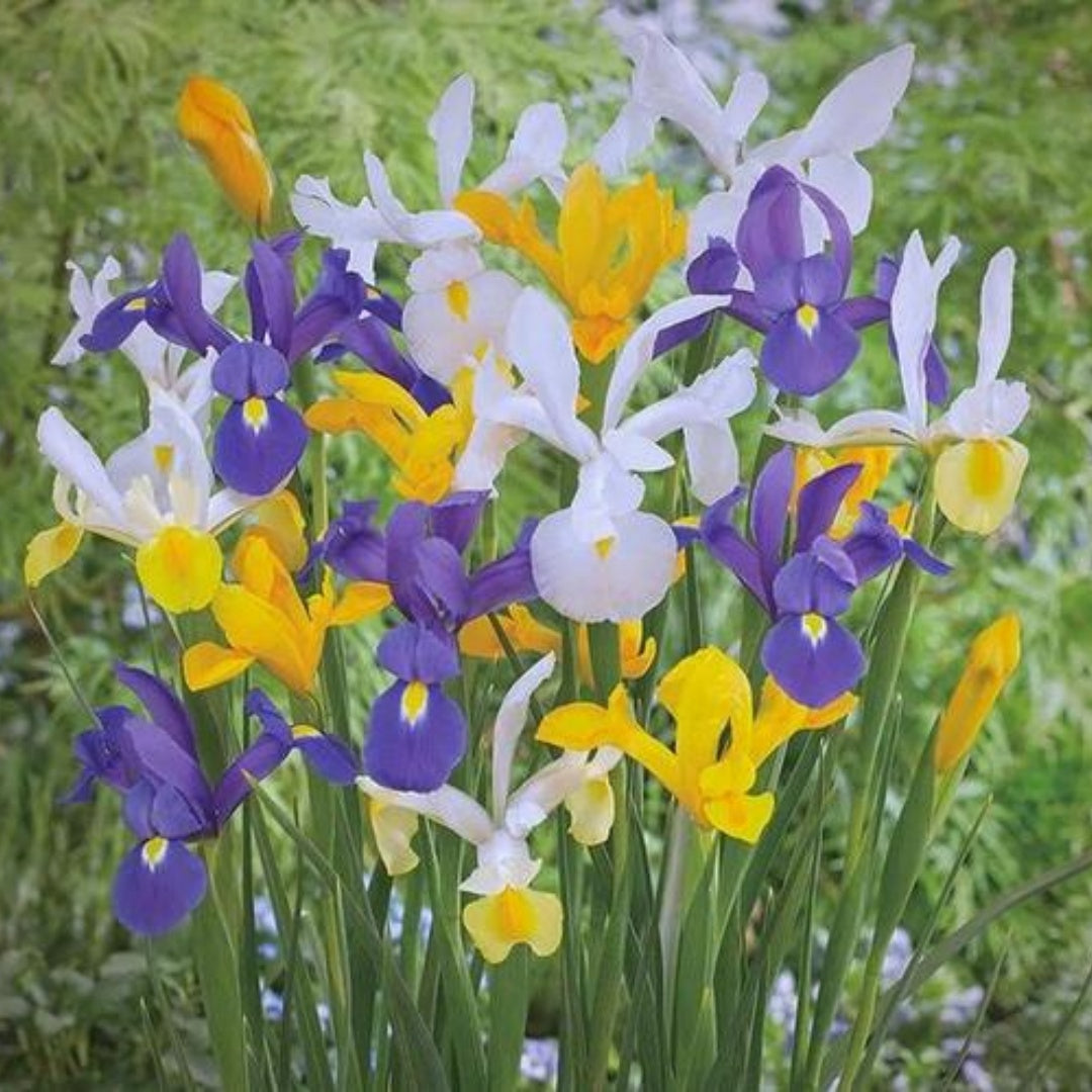 Mixed Tall Dutch Iris - 20/200/400 Seeds(40 Seeds)