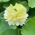 12/60/120 Special Gwendolyn’s Golden Glow Lotus Seeds – Nelumbo nucifera, Sacred Yellow Bloom, Exotic Pond Flower, Aquatic Garden Lotus Plant(12 Seeds)