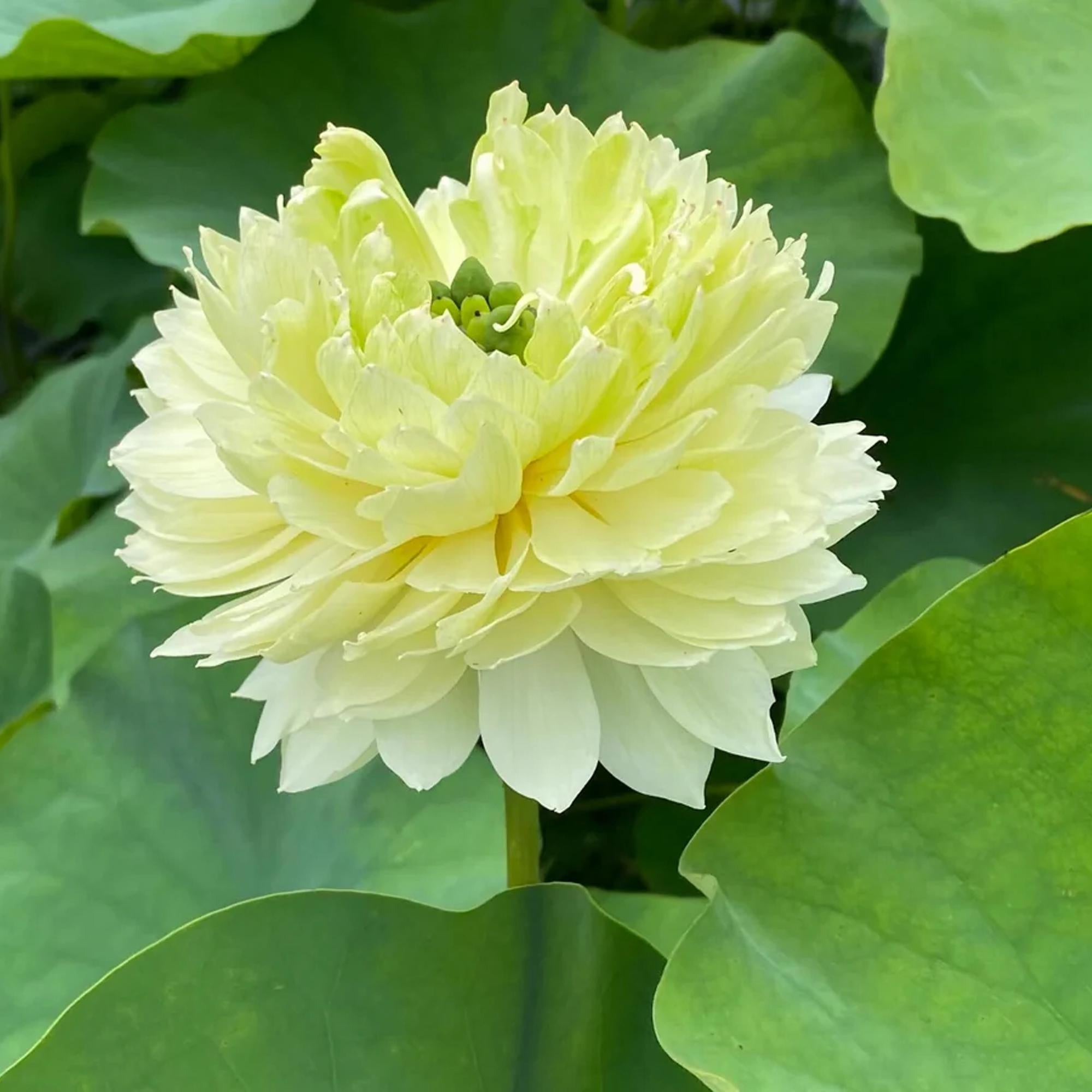 12/60/120 Special Gwendolyn’s Golden Glow Lotus Seeds – Nelumbo nucifera, Sacred Yellow Bloom, Exotic Pond Flower, Aquatic Garden Lotus Plant(12 Seeds)