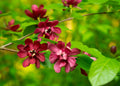 6/30/60 SWEETSHRUB Carolina Allspice Fragrant Calycanthus Floridus Shrub Flower Seeds(6 Seeds)