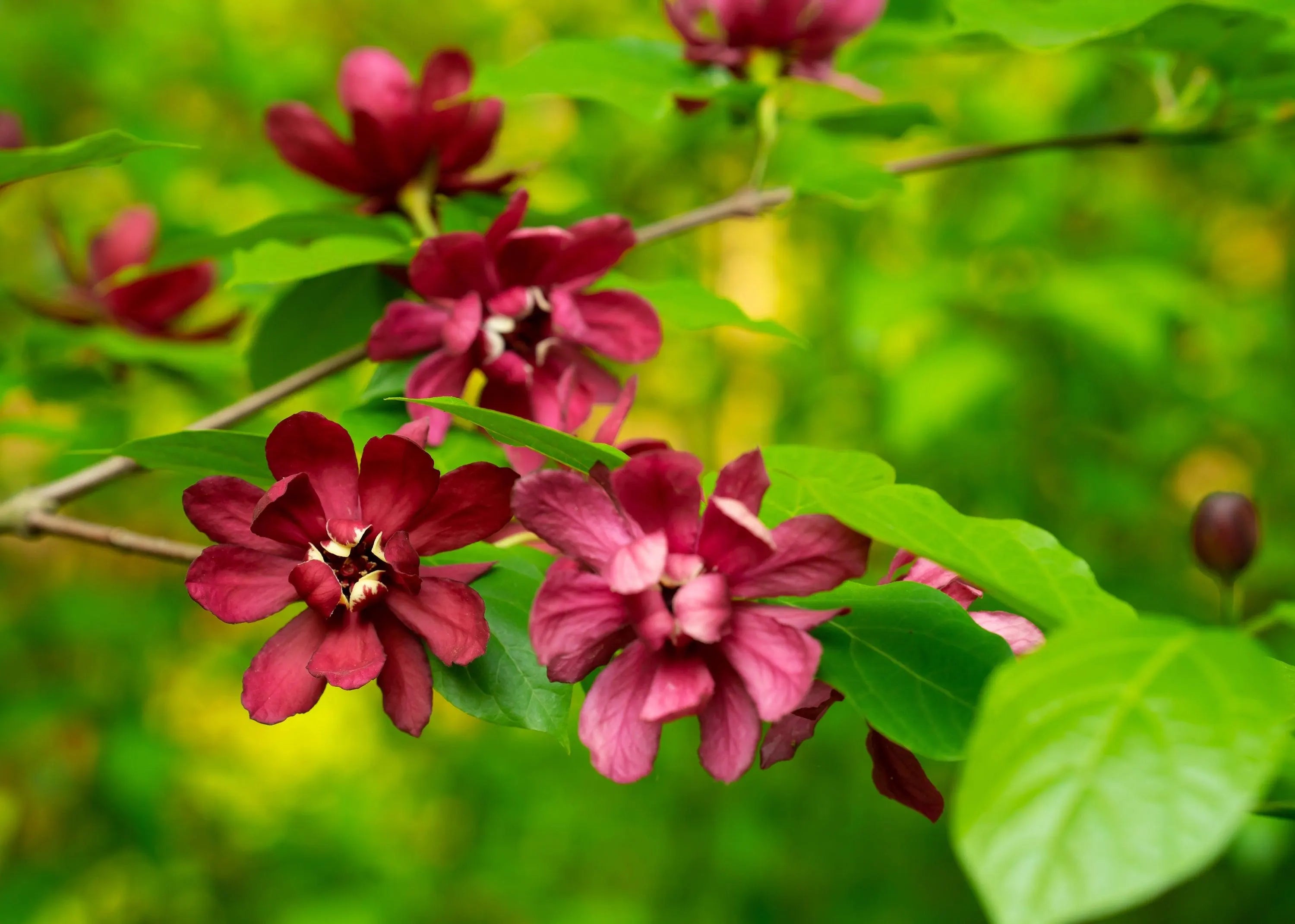 6/30/60 SWEETSHRUB Carolina Allspice Fragrant Calycanthus Floridus Shrub Flower Seeds(6 Seeds)