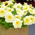 20+ Petunia Prism Sunshine Seeds, Flowers Plant Seeds for Home Garden(20 Seeds)