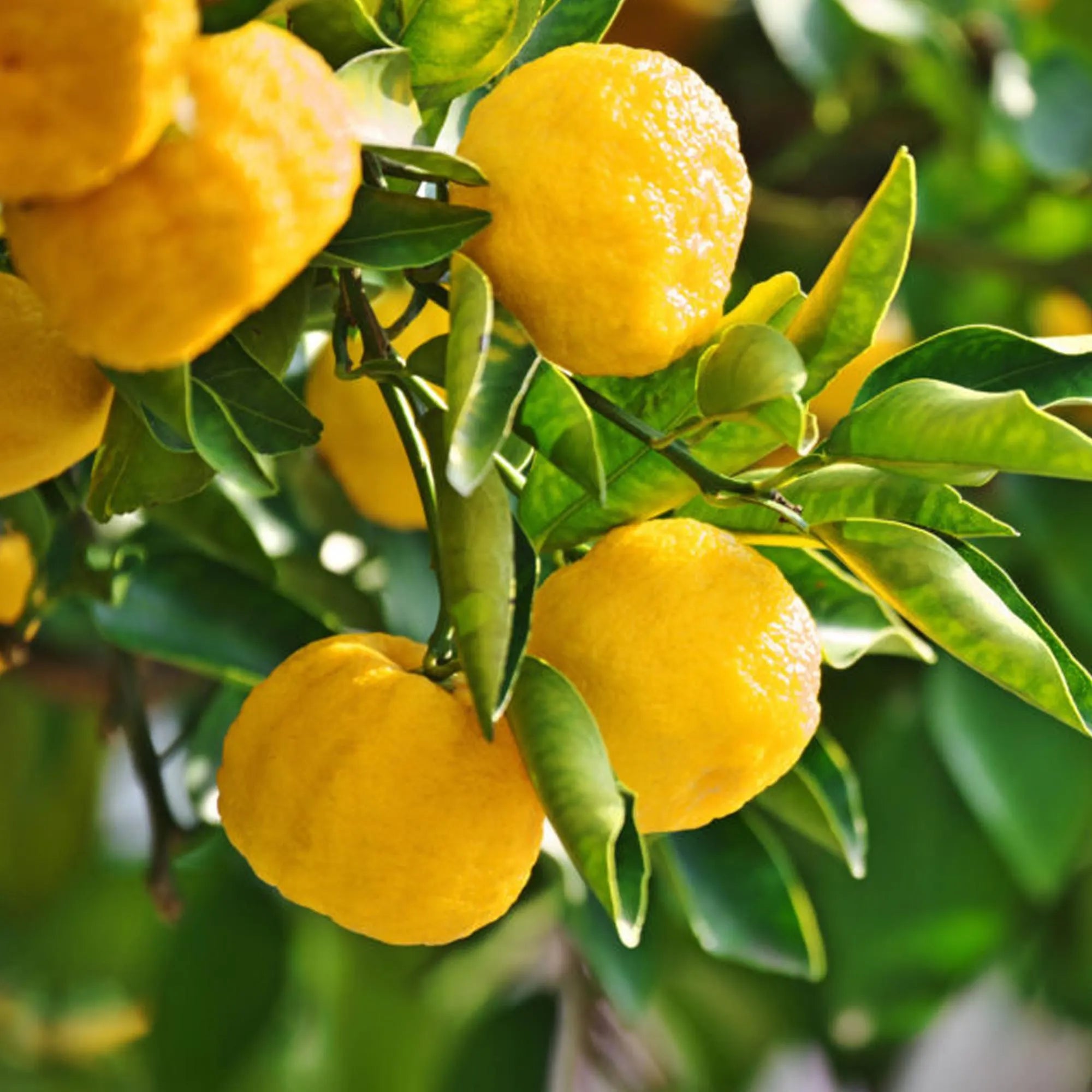 6/30/60 Fresh Yuzu Citrus Seeds, Rare Japanese Lemon-Lime Hybrid, Hardy Aromatic Citrus Plant, Grow Fresh Tangy Yuzu for Cooking, Tea, Drinks(6 Seeds)