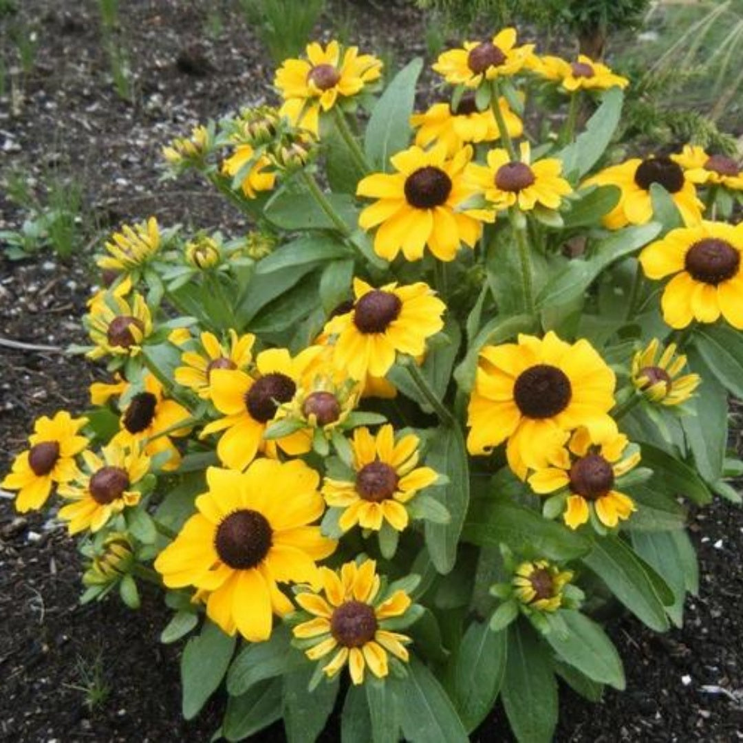 Black Eyed Susan Rudbeckia Seeds 200/1000/2000+ Yellow Flower Garden USA(200 Seeds)
